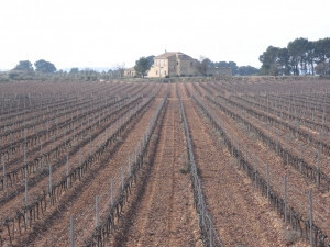 Viñedo Cava (Foto AVAAsaja)