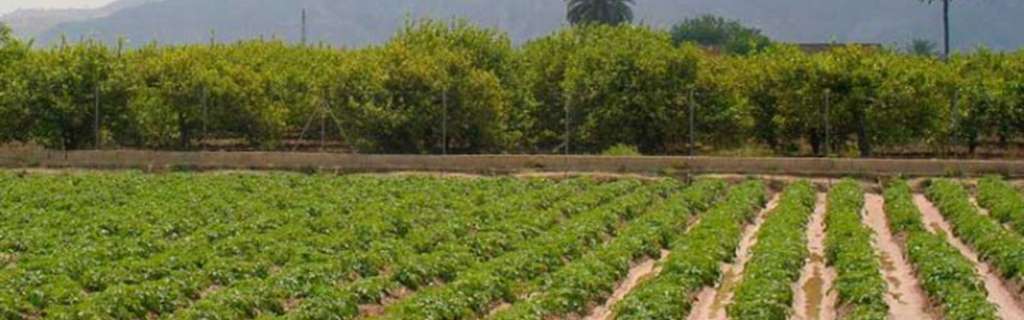 Huerta de Murcia (Foto UMU)