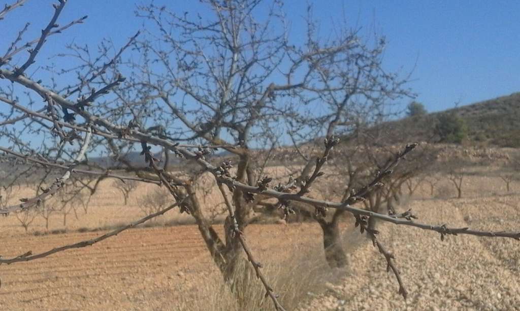 Almendros Secano (Foto La Unió)