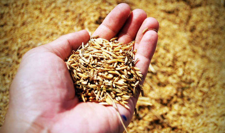 Cereal (Foto Junta de Andalucía)