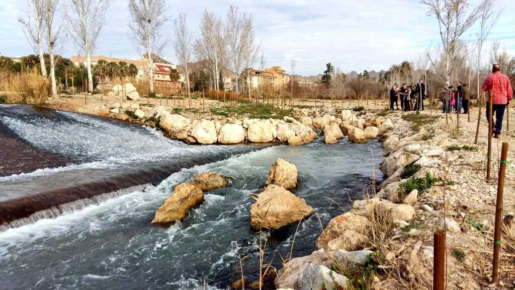 Río Segura Vega Alta repoblación (Foto CHS)