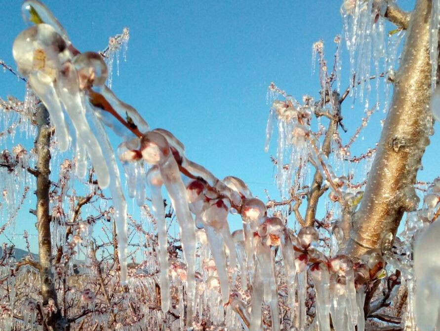Heladas frutales floración (Foto Ayto de Cieza)