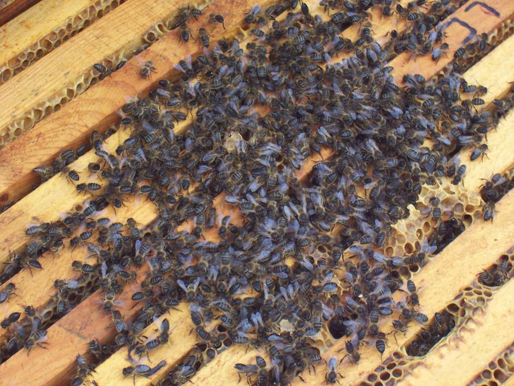 Abejas Muertas (Foto Generalitat Valenciana)