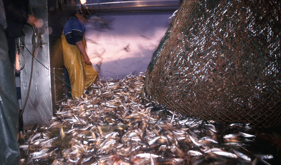 Pescado Bodega barco (Foto Junta de Andalucía)