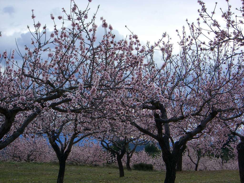 Almendro14