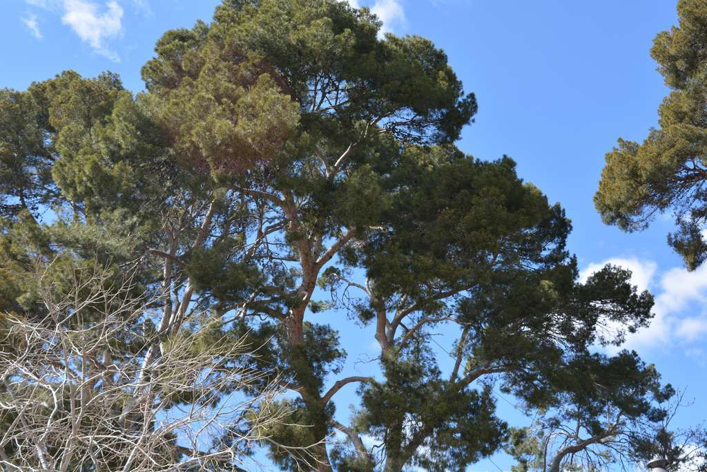 Pino Paisaje (Foto Mapama)