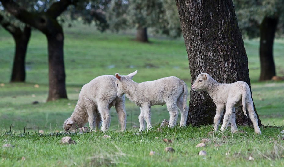 Ganado Ovino (Foto Junta de Andalucía)