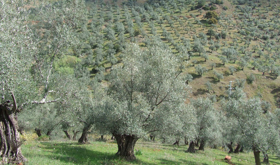 Olivar (Foto Junta de Andalucía)