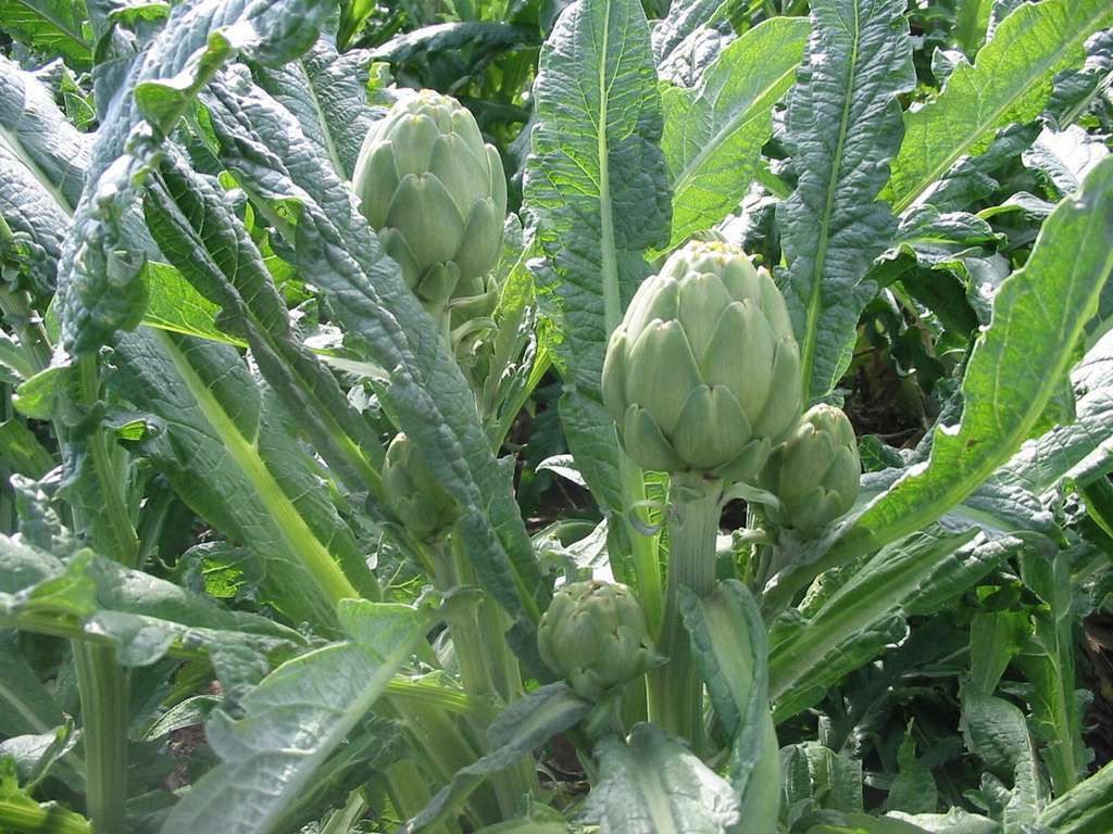 91878 20180429Cultivo alcachofa
