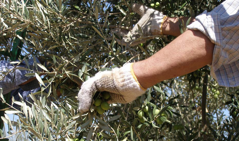 Jornalero olivo (Foto Junta de Andalucía)