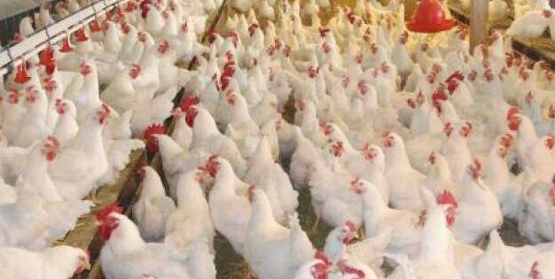 Granja pollos engorde
