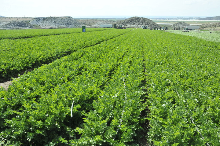 Plantación apio (Foto CARM)