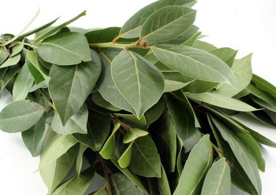 Hojas de laurel (Foto La Bombacha)