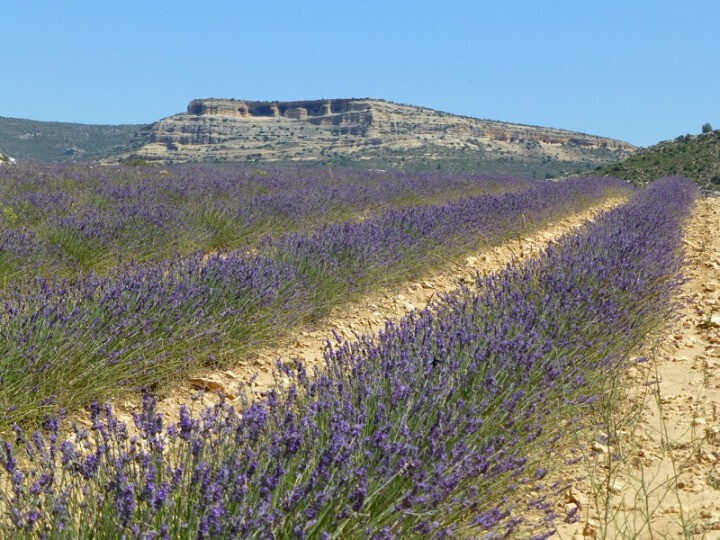 Aromu00e1ticas al salir de Somogil hacia el Campo de San Juan (Foto regmurciacom)