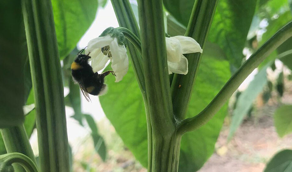 Biotecnología insectoBIO (Foto Junta de Andalucía)