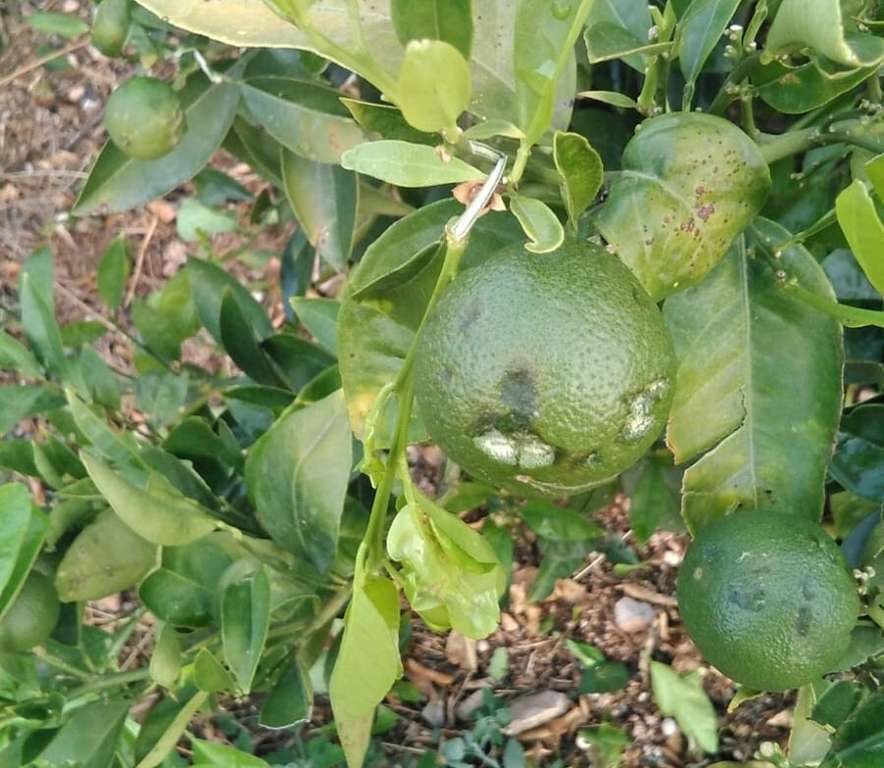 PedriscoGranizo CValenciana (Foto AVAAsaja)