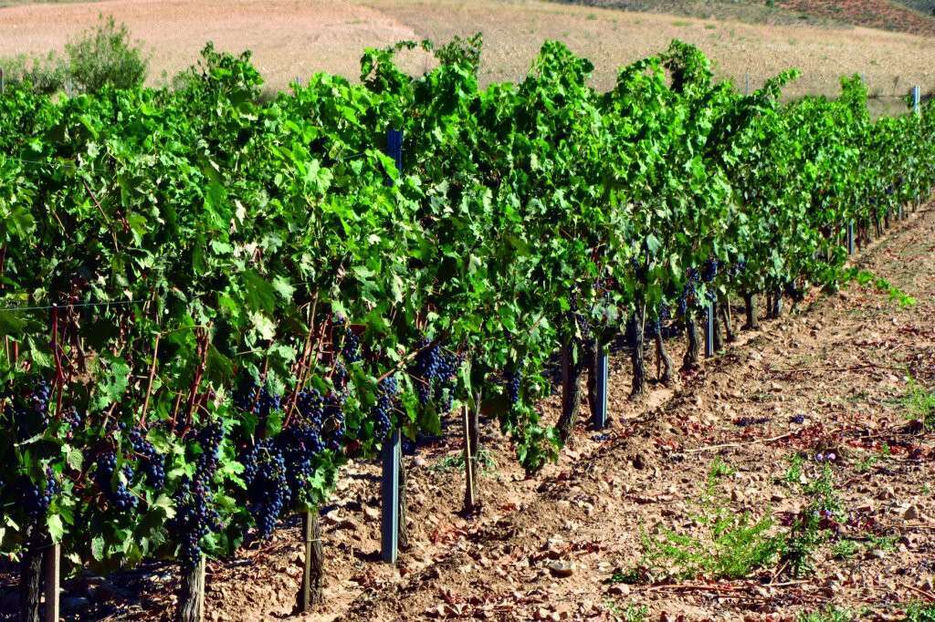 Cultivo de viñas en espaldera Aranda de Duero Roa (Foto Mapama)