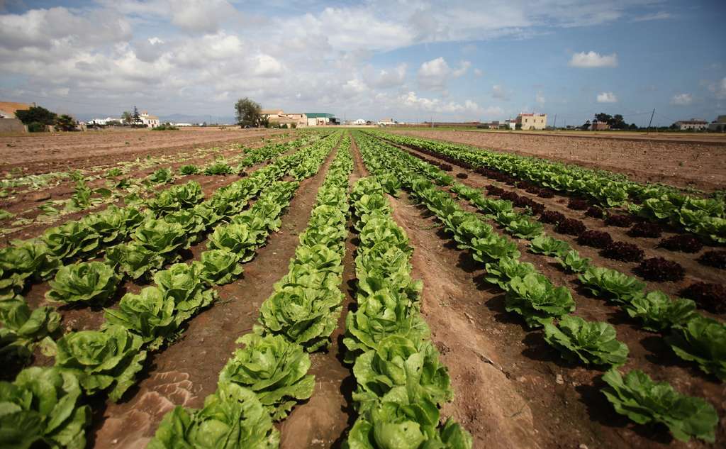 Campo lechugas (Foto Generalitat Valenciana)