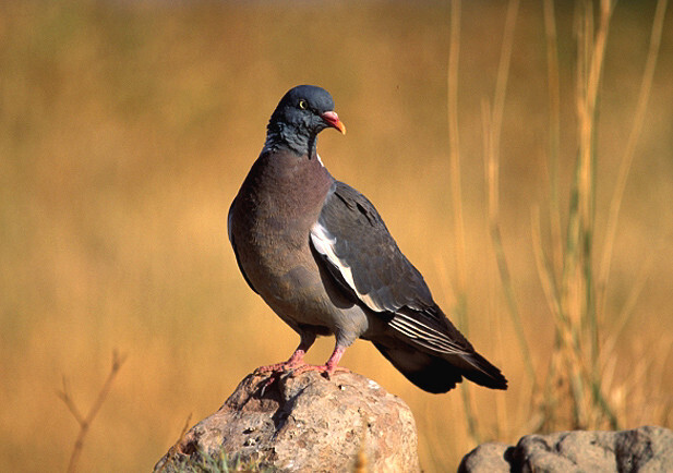 Paloma Torcaz (Foto SEO BirdLife)