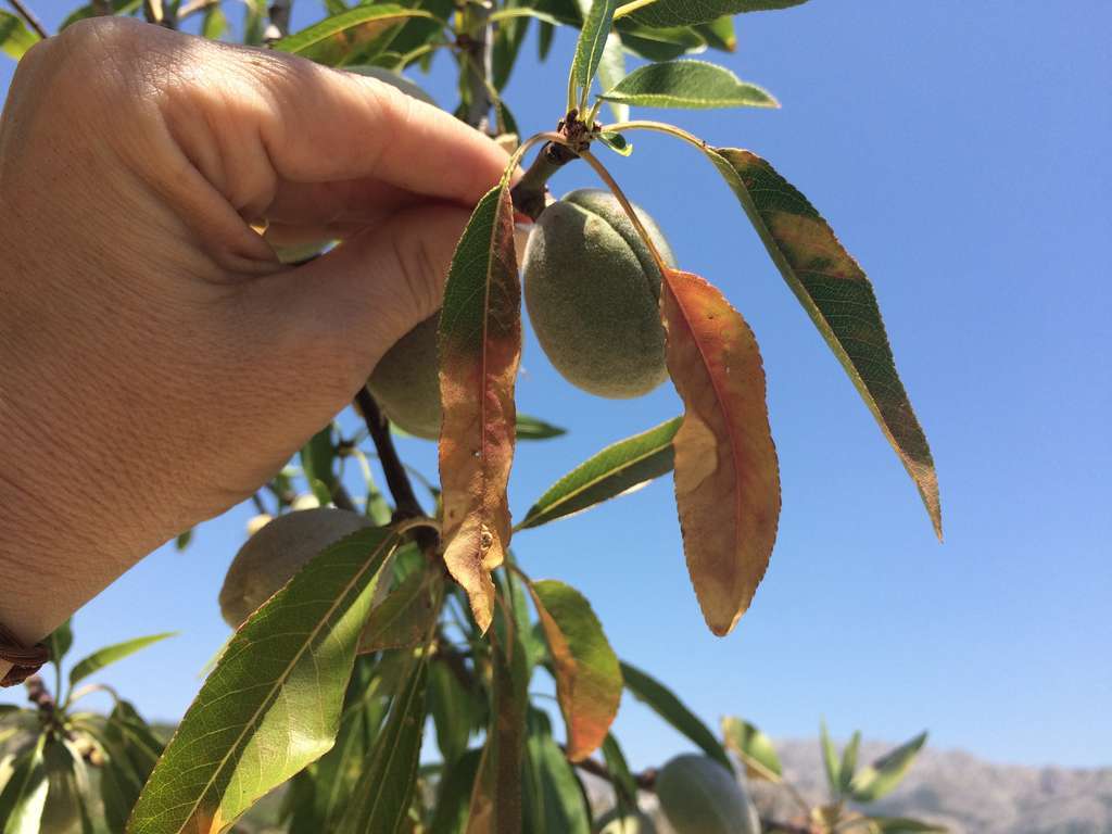 Parcela  Xylella Fastidiosa Detalle (Foto Generalitat Valenciana)