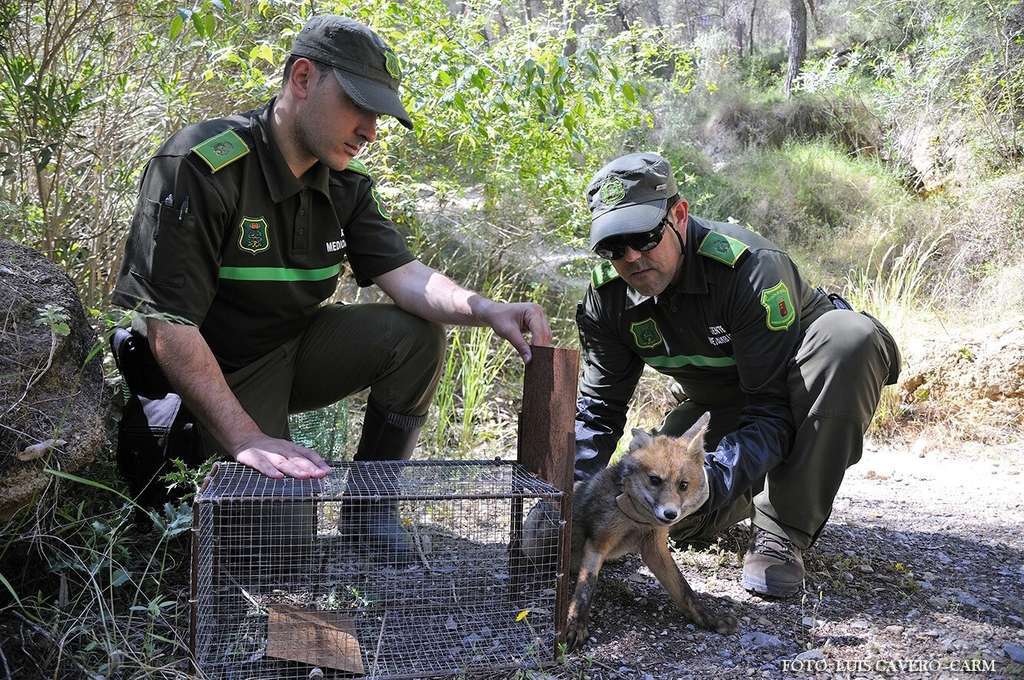 94975 Agentes Medioambientales liberando un zorro de una caja trampa ilegal
