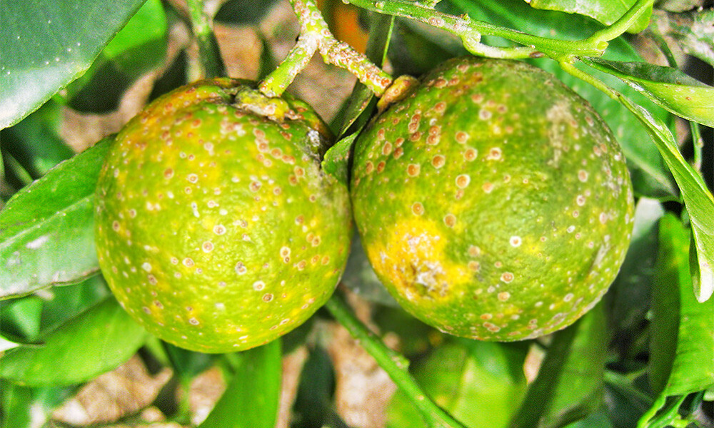 Enfermedad citricos HLB (Foto Elcaribe)