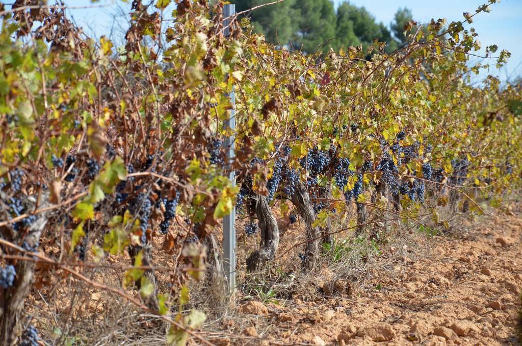Viña Ecológica Requena (Foto Generalitat Valenciana)