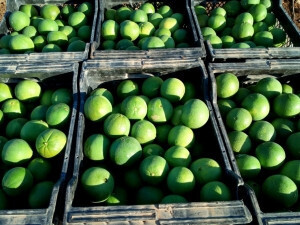 Naranjas navelinas verdes (Foto AVA Asaja)