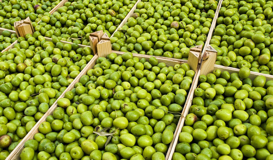 Oliva aceituna de mesa (Foto Junta de Andalucía)