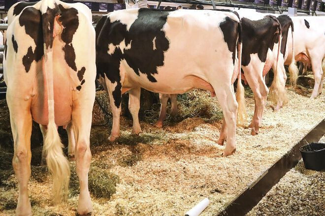 Vacas (Foto Mapama)