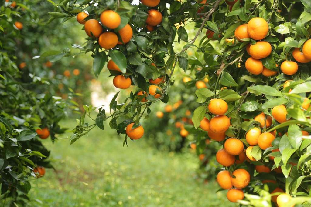 Mandarina Orri (Foto Asociación de Productores de Mandarino Orri)