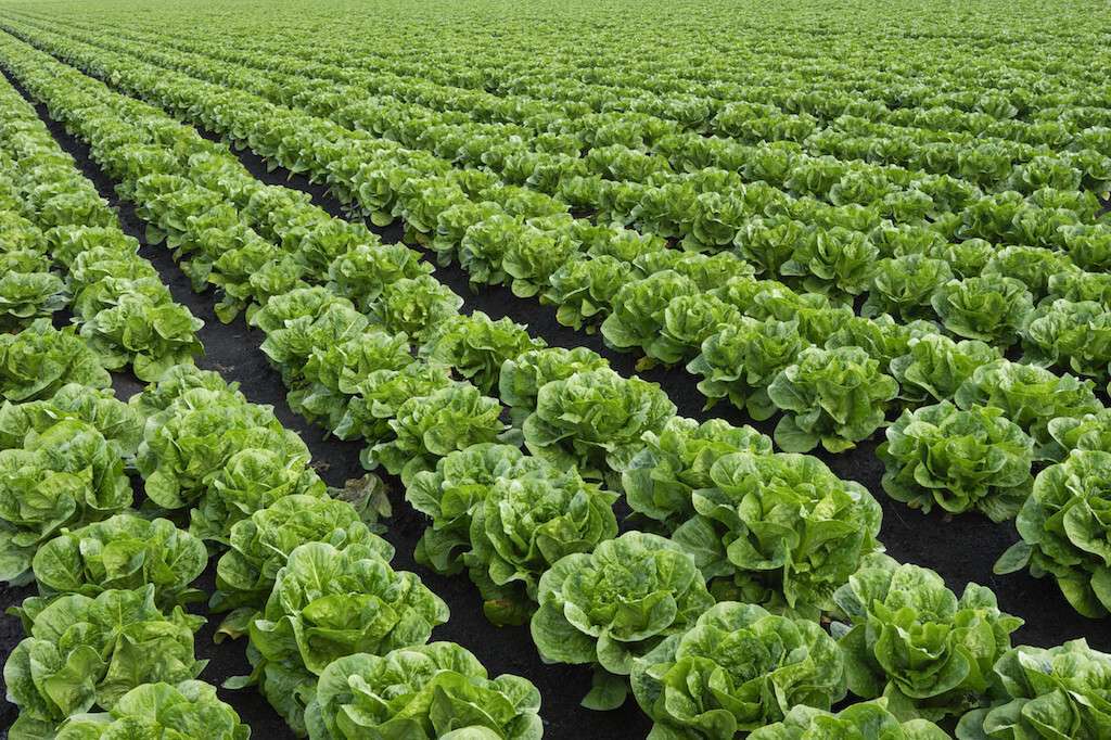 Campo lechugas red (Foto Sapec Agro España)