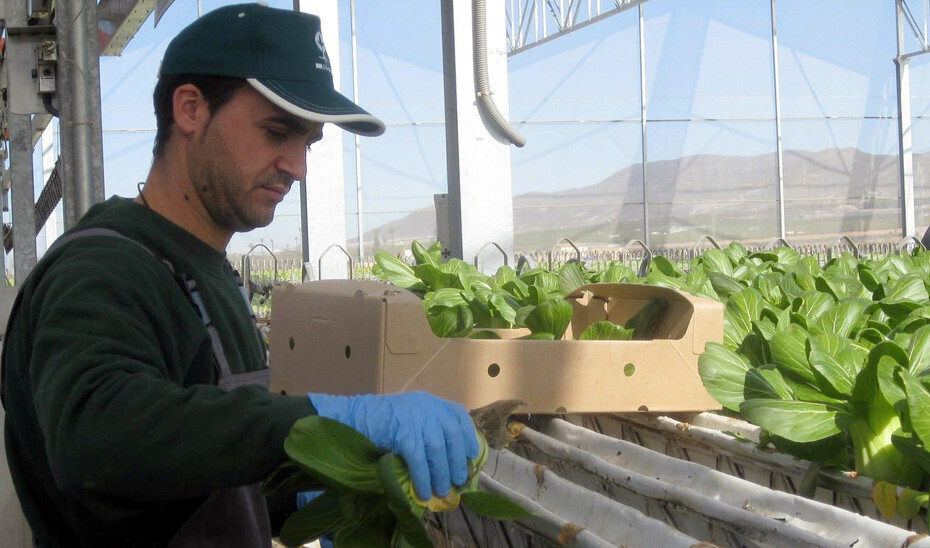 Jóvenes Agricultores Trabajador (Foto Junta de Andalucía)