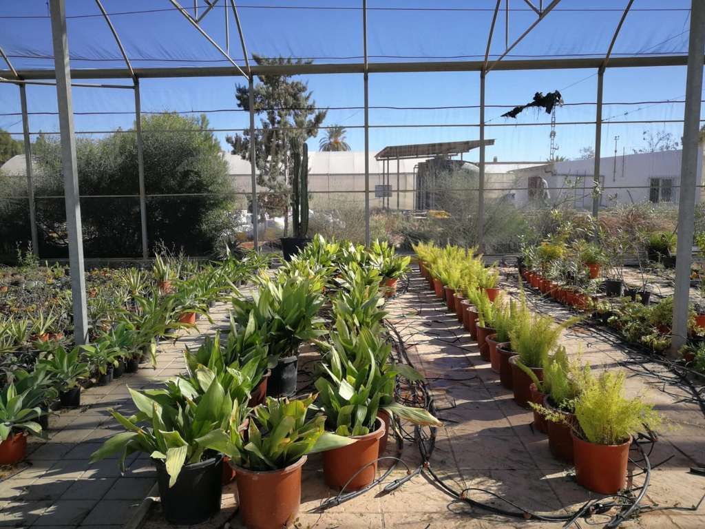 96990 20161216Cifea Torre Pacheco