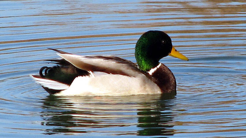 Pato Azulon (Foto Christian Gortaza UCLM)