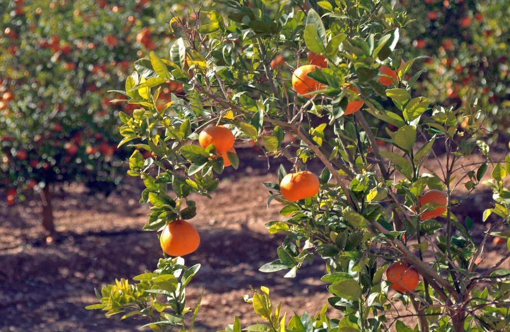 Mandarina (Foto Gemeralitat Valenciana)