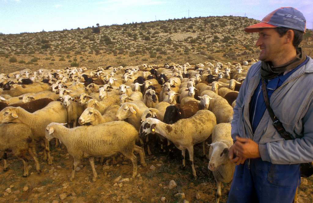 Pasteoreo Ovejas (Foto Generalitat Valenciana)