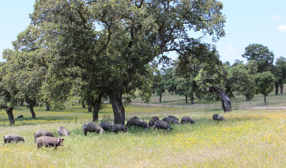 Dehesa porcino cerdo ibérico (Foto Junta de Andalucía)
