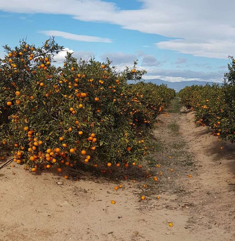 Cítricos en el suelo (Foto Asaja Alicante)