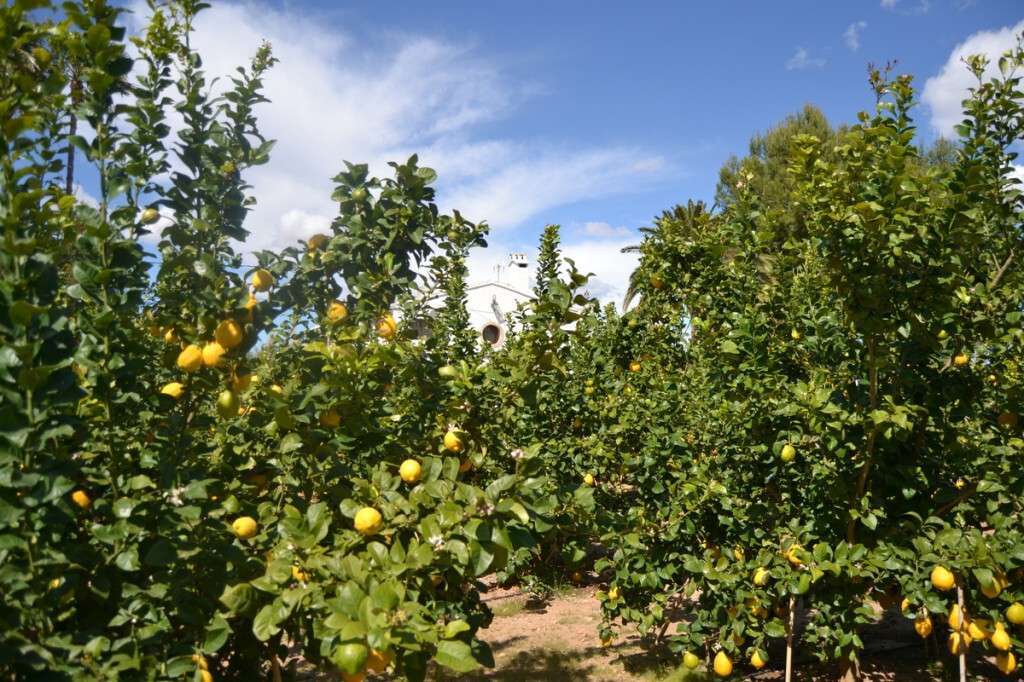 LIMONES CAMPO 1