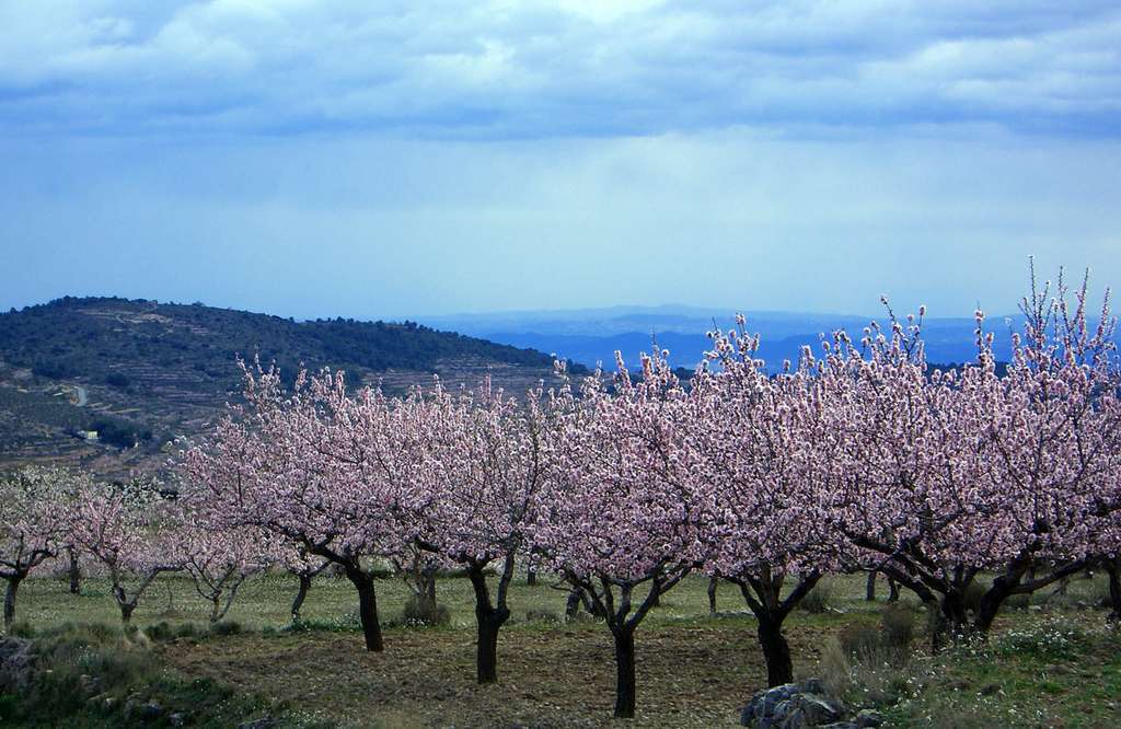 Almendros en flor 2 (Foto Generalitat valenciana)