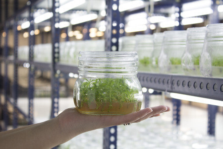 INVISA producción de microinjertos de frutales (Foto webINVISA)