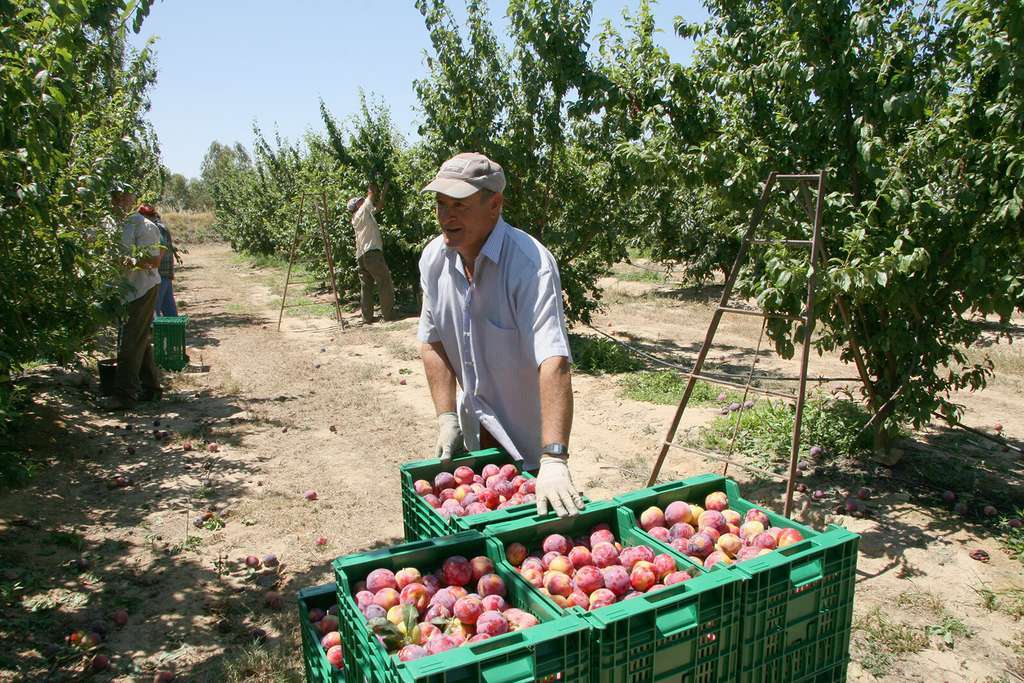 Agricultores recogiendo ciruelas en Extremadura (Foto Joaquín Terán)