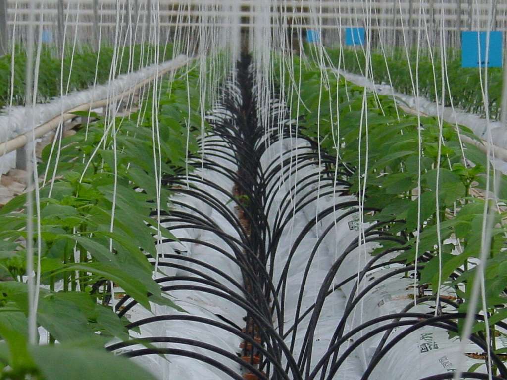 Invernadero riego (Foto Hortiespaña)