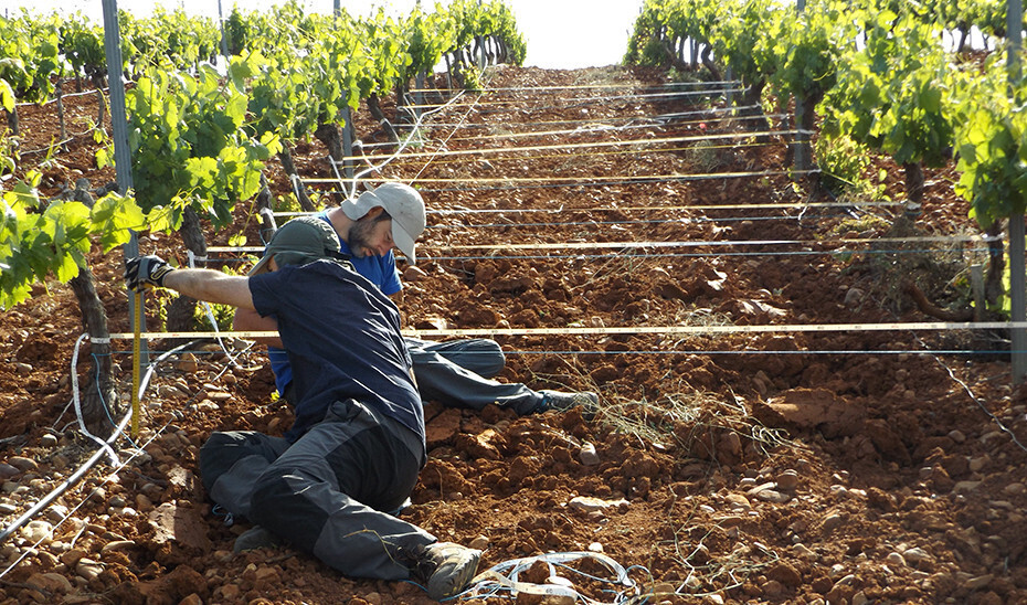 Jovenes Agricultores Viñedo (Fotos Junta de Andalucía)