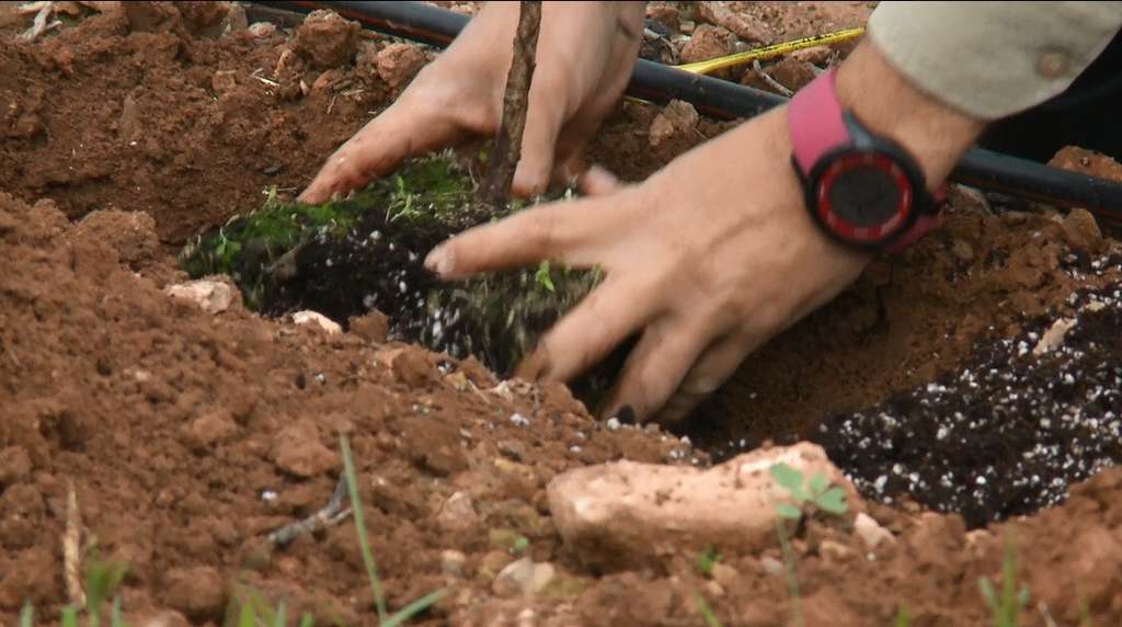 Manos plantamdo agricultura jóvenes cultivo (Foto Generalitat Valenciana)