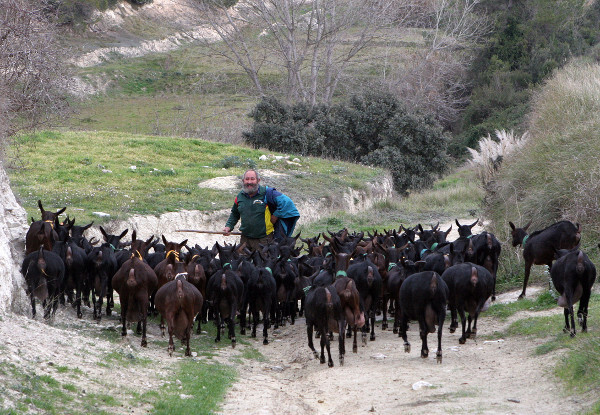 Ovejas Pastor (Foto Generalitat Valenciana)