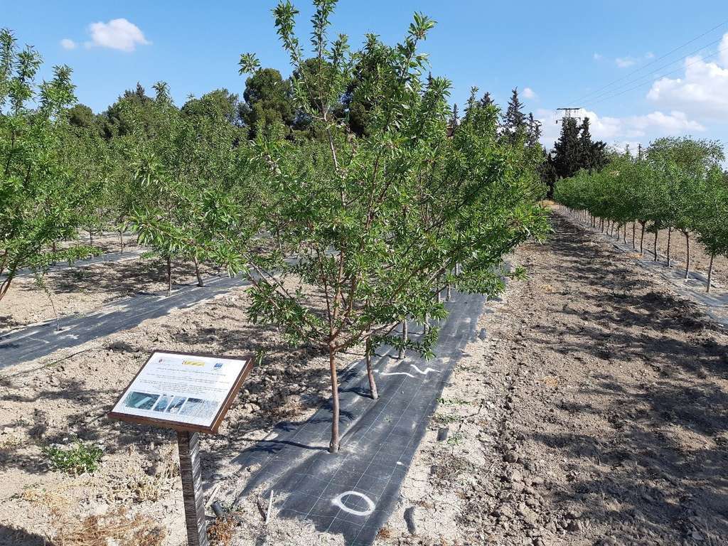 99695 20190519Ensayos almendro Torre Pacheco