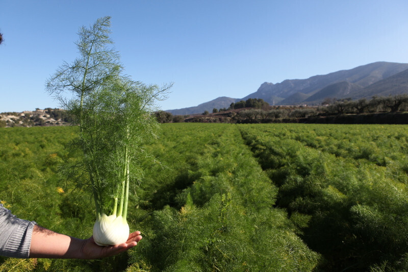 Cebolla Agricultura Ecolu00f3gica (Foto Generalitat Valenciana)