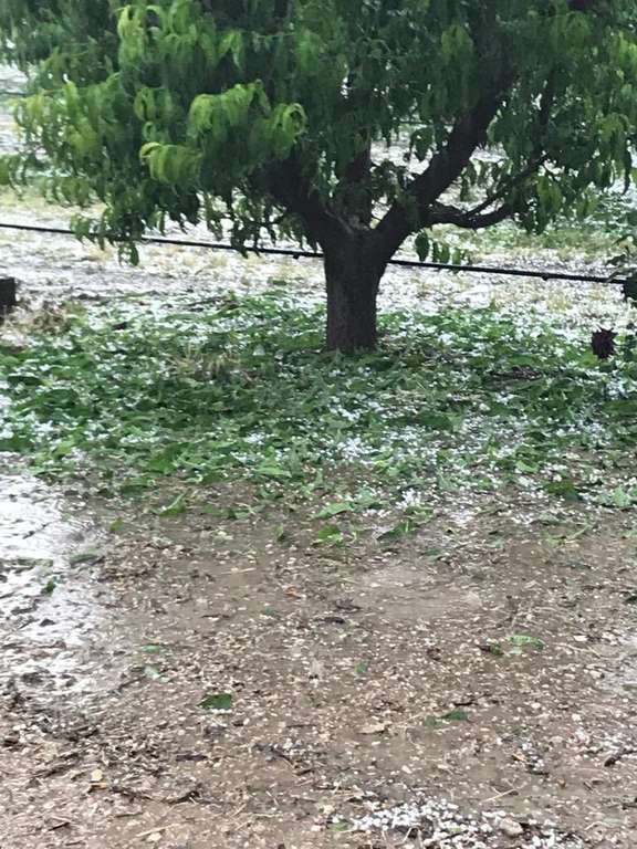 Granizo fruta de hueso 3 (Foto Twitter Miguel u00c1ngel del Amor)